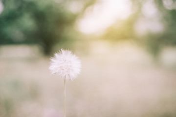 Dandelion close-up on nature in spring against backdrop of tree,template for summer vacations on nature