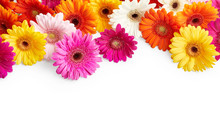 Gerbera Flowers Isolated On White Background