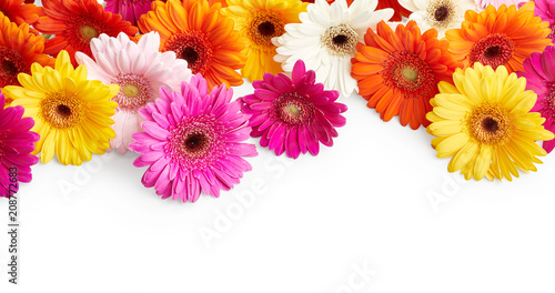 Gerbera flowers isolated on white background