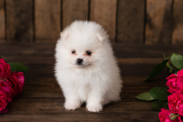  Little Pomeranian spitz-dogpuppy.It can be used as a background