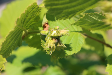 Hazel Corylus avellana Geant de Halle bloom detail of hazelnuts; bush producing big hazelnut or cob-nuts, maturation, defocused background