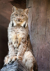 Sticker - Iberian Lynx