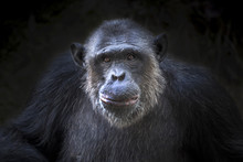 Chimpanzee Face On Black Background.