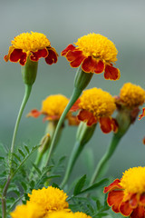 closeup beautiful  french marigold flowers blooming, tagetes patula