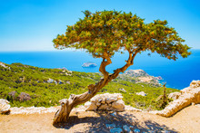 Old Tree In Front Of The Mediterranean Sea On Rhodes Island, Greece