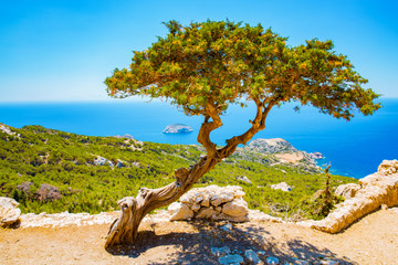 Old tree in front of the Mediterranean Sea on Rhodes Island, Greece