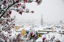 Town View And Blooming Tree In Winter