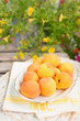 Frische Aprikosen in einer Schale stehen auf einem Tisch im Garten