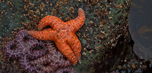 A Group Of Starfish In A Tide Pool, Rialto Beach, Oregon, Pacific North West, USA
