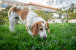 Brown and white beagle dog sniffing outside on a lawn.