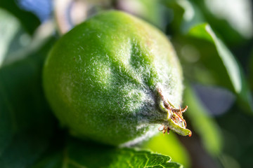 Wall Mural - unripe green apples closeup on a white background with reflection