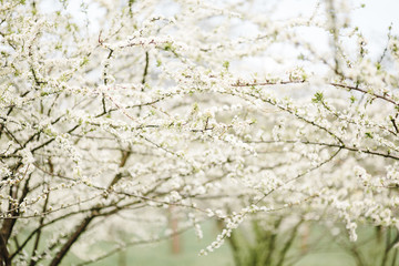 Wall Mural - Spring color background. Beautiful nature scene with a flowering tree. Sunny day. Spring flowers. Beautiful garden. Abstract blurred background