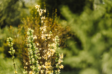 Wall Mural - Spring color background. Beautiful nature scene with a flowering tree. Sunny day. Spring flowers. Beautiful garden. Abstract blurred background