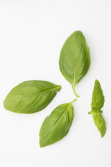 Wall Mural - fresh basil isolated in white background