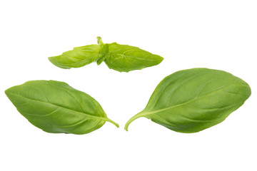 Wall Mural - fresh basil isolated in white background