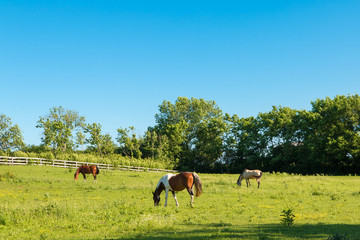 Wall Mural - Horses at green pastures of horse farms.