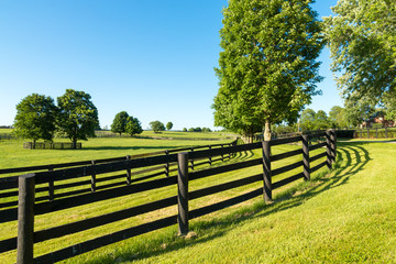 Wall Mural - Green pastures of horse farms.