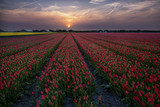 Fototapeta Tulipany - Tulip's Carpet