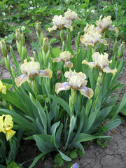 Colorful irises in the garden, perennial garden. Gardening. Bearded iris Group of beige irises in the Ukrainian Garden.