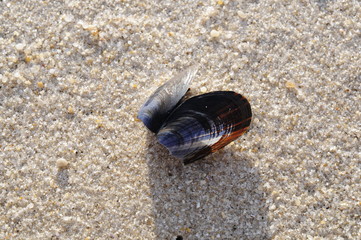 mussel shell in sand