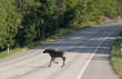 Moose crossing a road