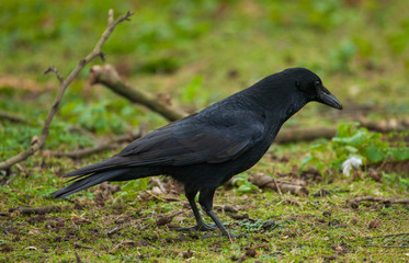 Common Raven (Corvus corax)