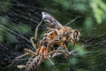 Wall Mural - labyrinth spider eating bee - agelena labyrinthica - a funnel-web spider - macro - closeup