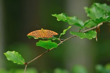 Wall Mural - Silver-washed fritillary, Argynnis paphia, beautiful bright orange and black striped butterfly sitting on green leaf in a park, blurry background, spring day