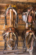 four saddles and bridles hanging from wall in tack room on Wyoming ranch