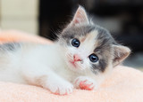 Fototapeta Koty - small kitten conveniently lays on a soft blanket and looks