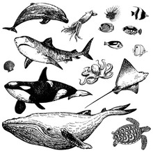 Set Of Hand Drawn Sketch Style Marine Animals And Tropical Fish Isolated On White Background. Vector Illustration.