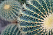 Close up of green cactus plant.