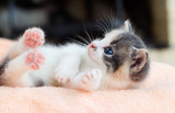 Fototapeta Koty - little kitten lies comfortably on a fluffy blanket