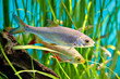 Fish of Cyprinidae family named common rudd or Scardinius erythrophthalmus.