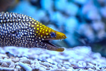 Sea Fish Is Jeweled Moray Eel, Inhabiting Of Tropical Corals.