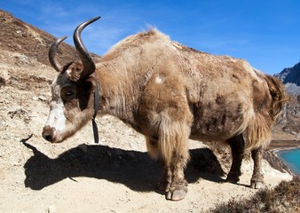 Poster - Yak on the way to Everest base camp