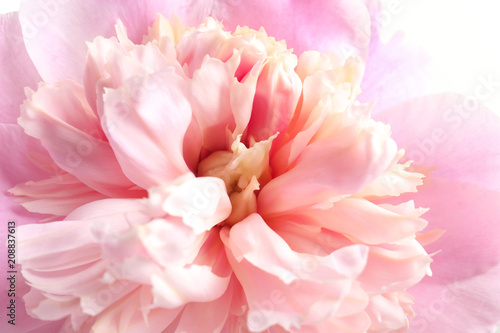 Dekoracja na wymiar  piekny-pachnacy-kwiat-piwonii-zblizenie