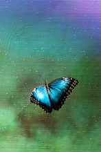Blue Butterfly On A Green Net Surface
