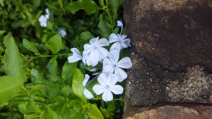 flor blanca