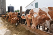 © Melanie DeFazio Photography/Stocksy - Dairy farm