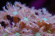 © papatpongp - Close up photo of Palm Tree polyps (Clove or Fern Polyps) coral (Clavularia Viridis.)