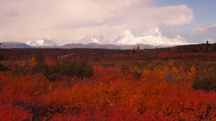 Wall Mural - Extreme Vivid Autumn Leaves in Forest Near Mt Mckinley