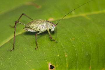 Wall Mural - Image of green grasshopper (Small Green Leaf Katydid.,Orthelimaea leeuwenii) on green leaves. Insect Animal.