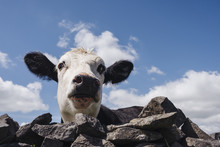 Cow Looking Over A Drystone Wall. Derbyshire, UK.