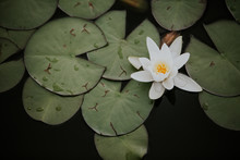 Single Dainty White Water Lily With Green Pads