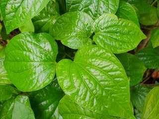 Top view of leaves Piper betle as a background. Natural green wallpaper, Ecological Concept. (Piperaceae), copy space