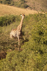 Wall Mural - Giraffe in the African wild