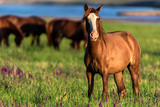 Fototapeta Konie - Wild horses graze in the sunlit meadow