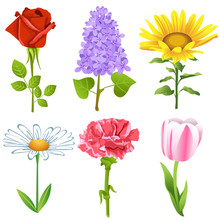Vector Set Of Beautiful Garden Flowers Like Tulip, Red Rose, Lilac, Carnation, Chamomile