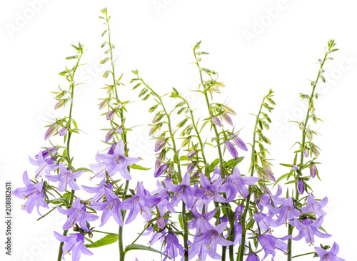 wild bellflower Campanula trachelium on a white background